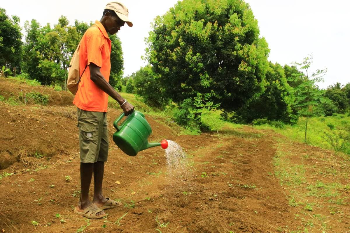 Périmètre irrigué dans le Sud de Madagascar