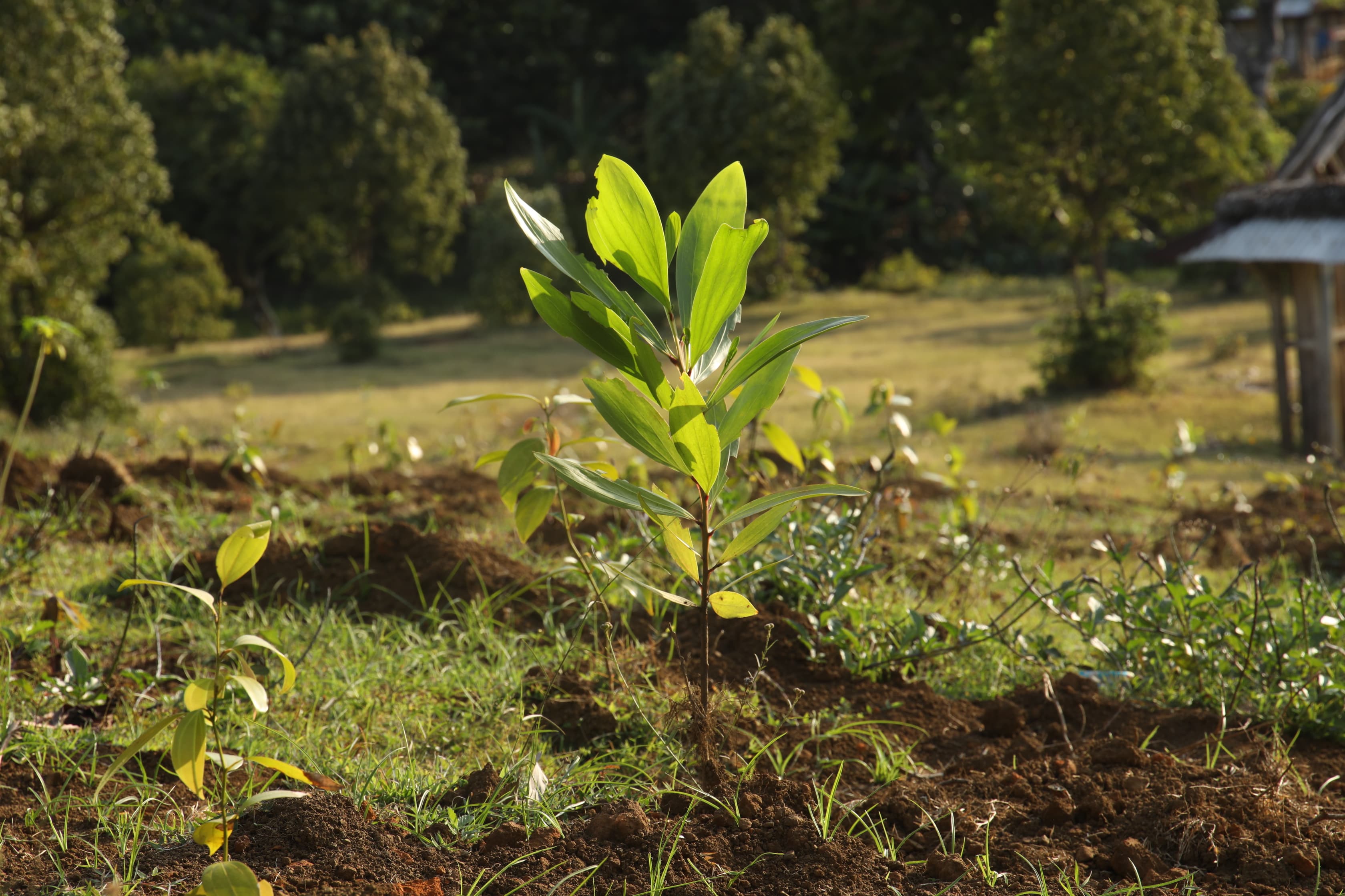 Jeune arbre planté pour le reboisement