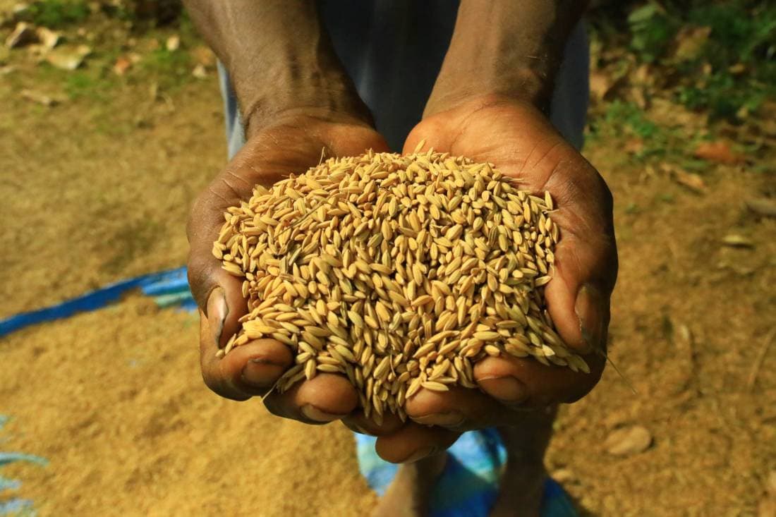 Mains tenant du riz récolté