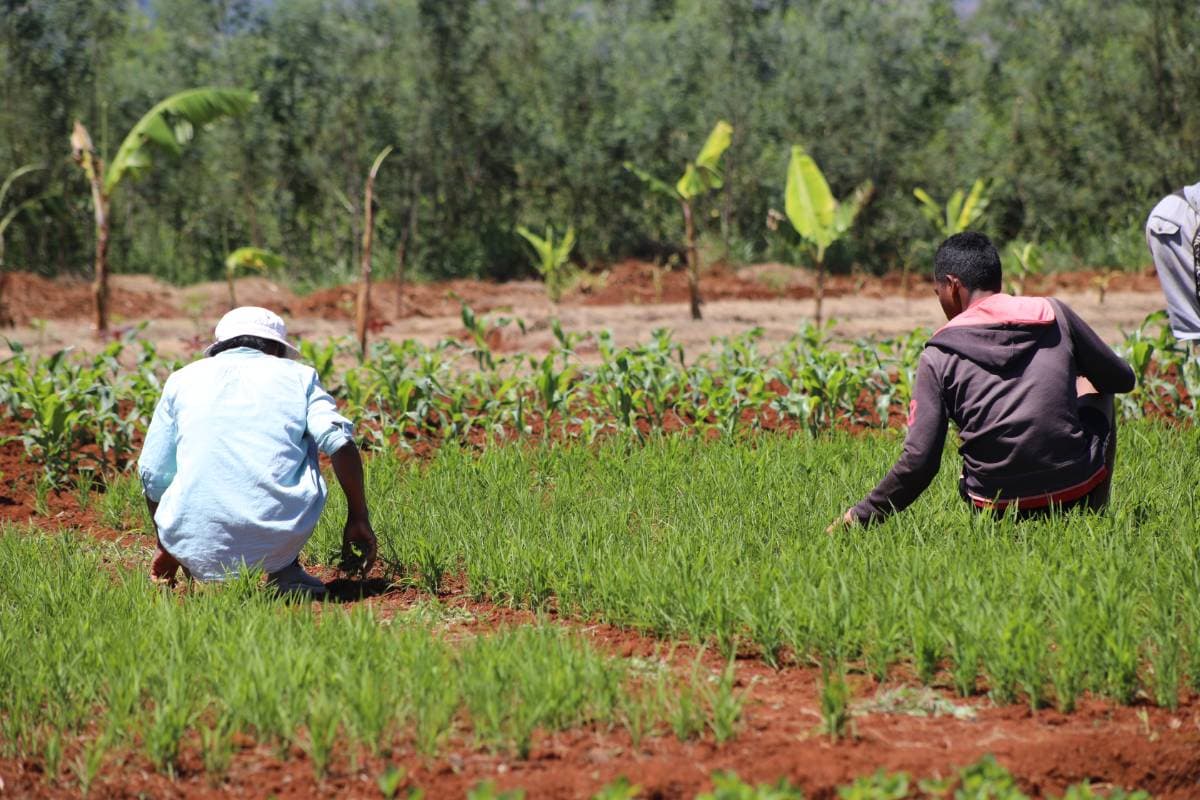 Plantation