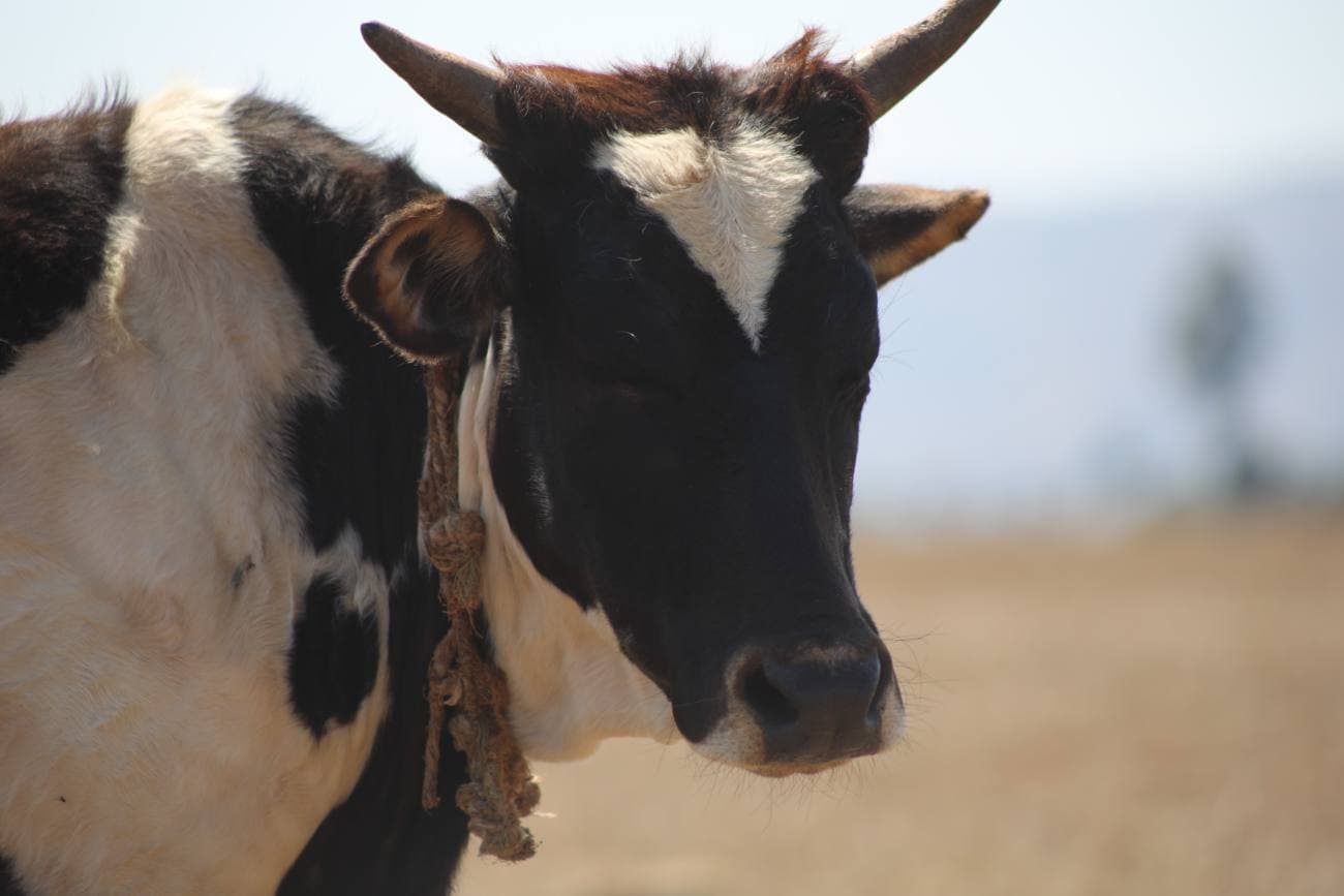Zébu à Madagascar