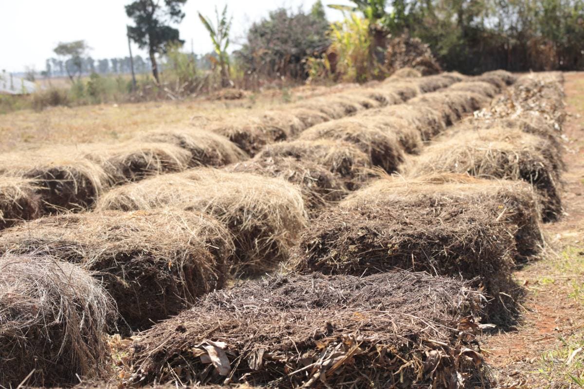 Andains de compost et de paillage alignés sur une parcelle